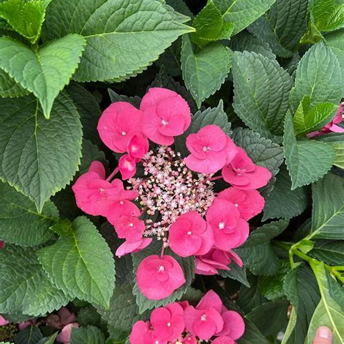 Cherry Explosion Hydrangea