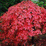 Ever Red Japanese Maple Tree