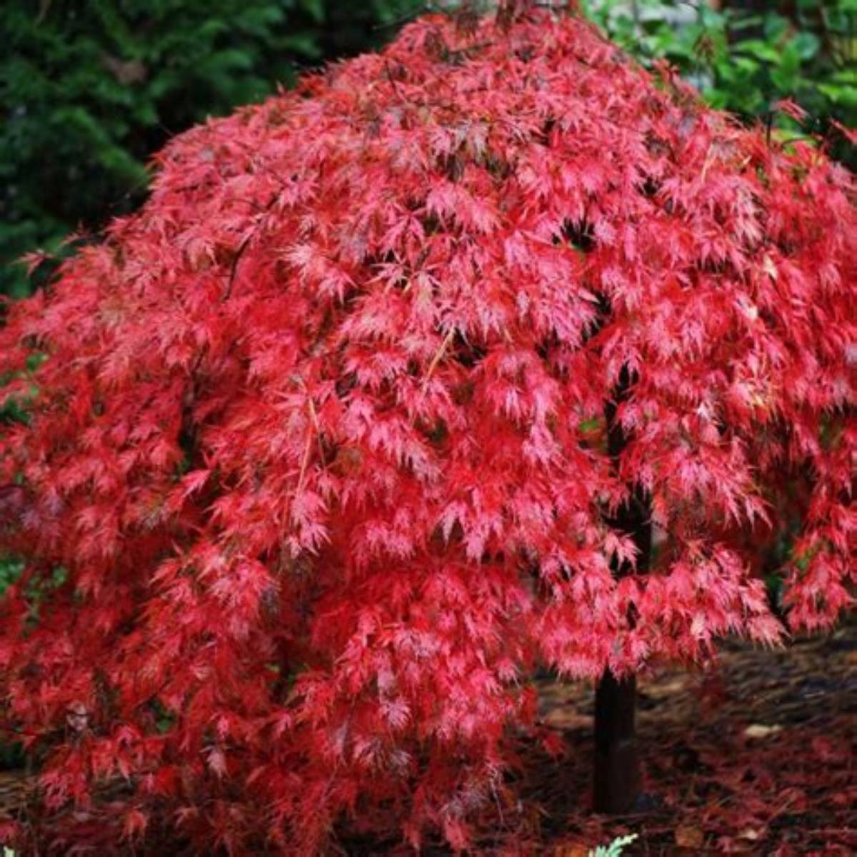 Ever Red Japanese Maple Tree