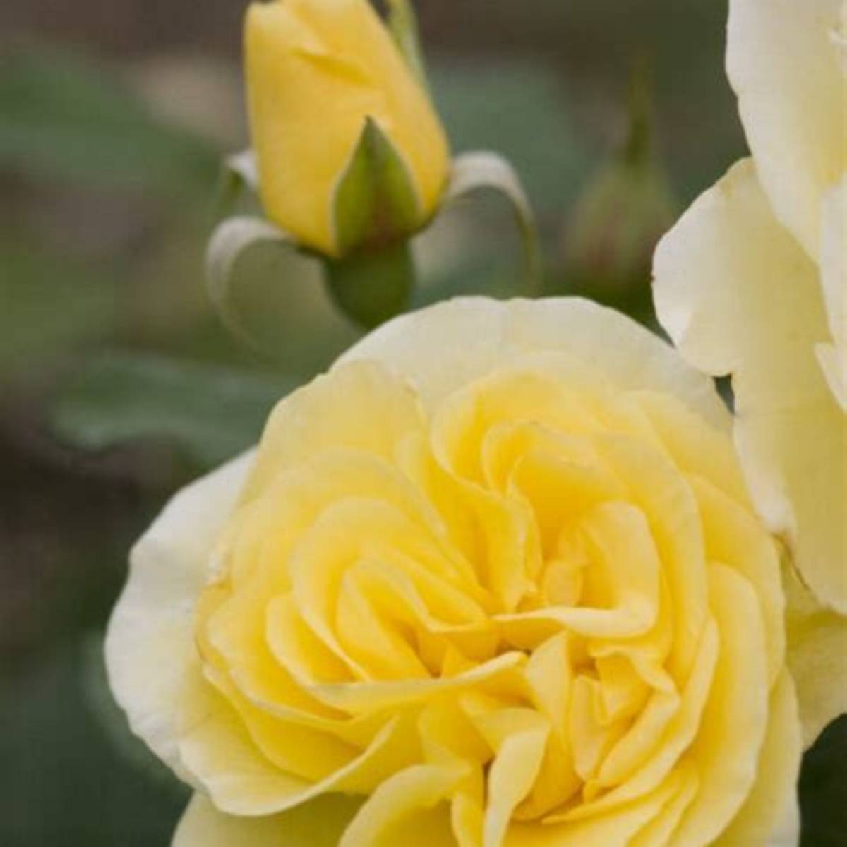 Easy Elegance® High Voltage Rose