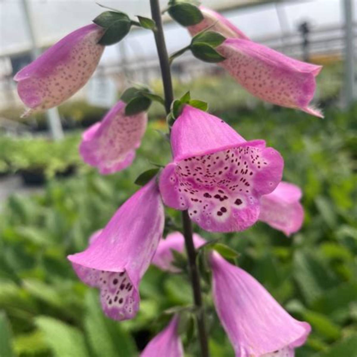 Pink Panther Foxglove