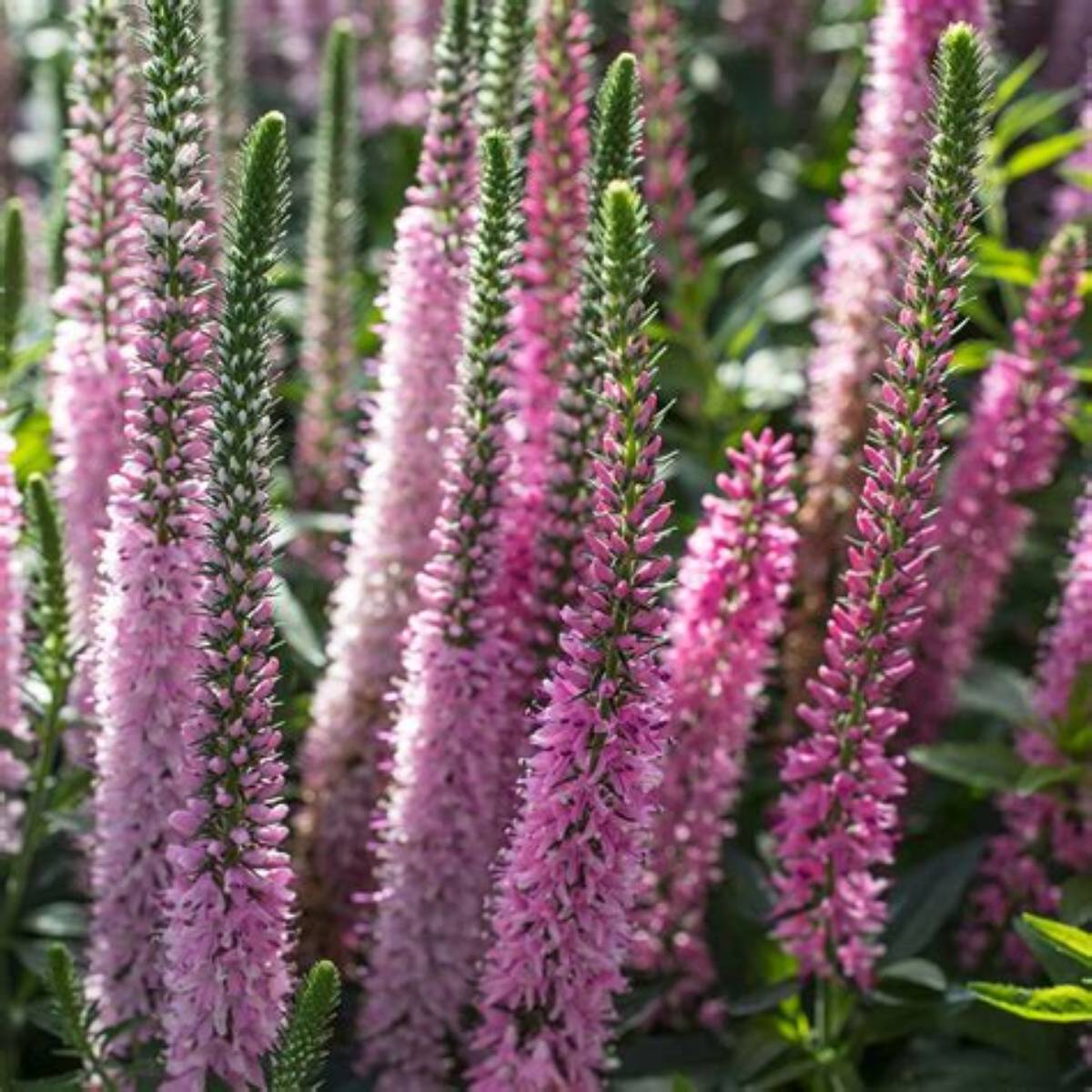Vernique® Pink Speedwell