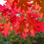 Northern Red Oak Tree