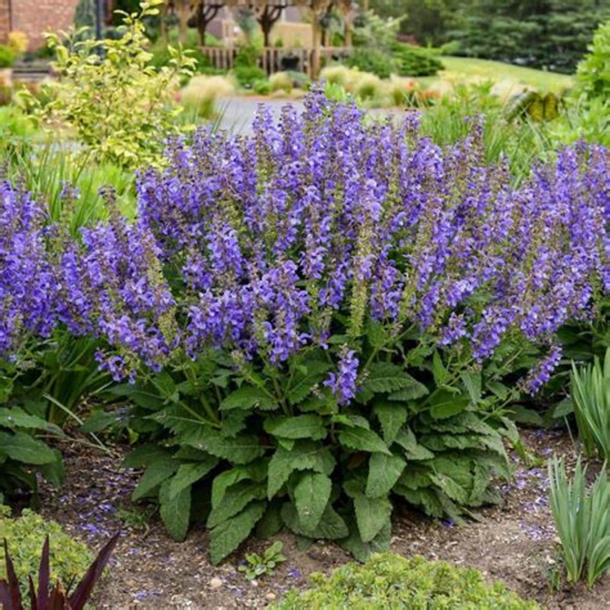 Living Large® Big Sky Salvia