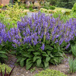 Living Large® Big Sky Salvia