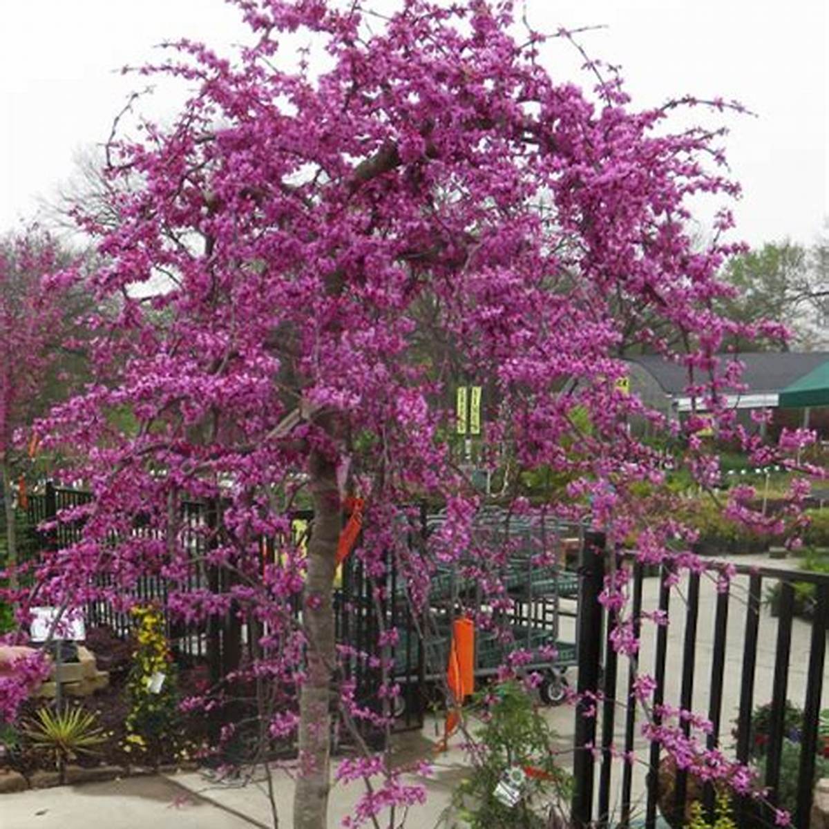 Traveller Redbud Tree
