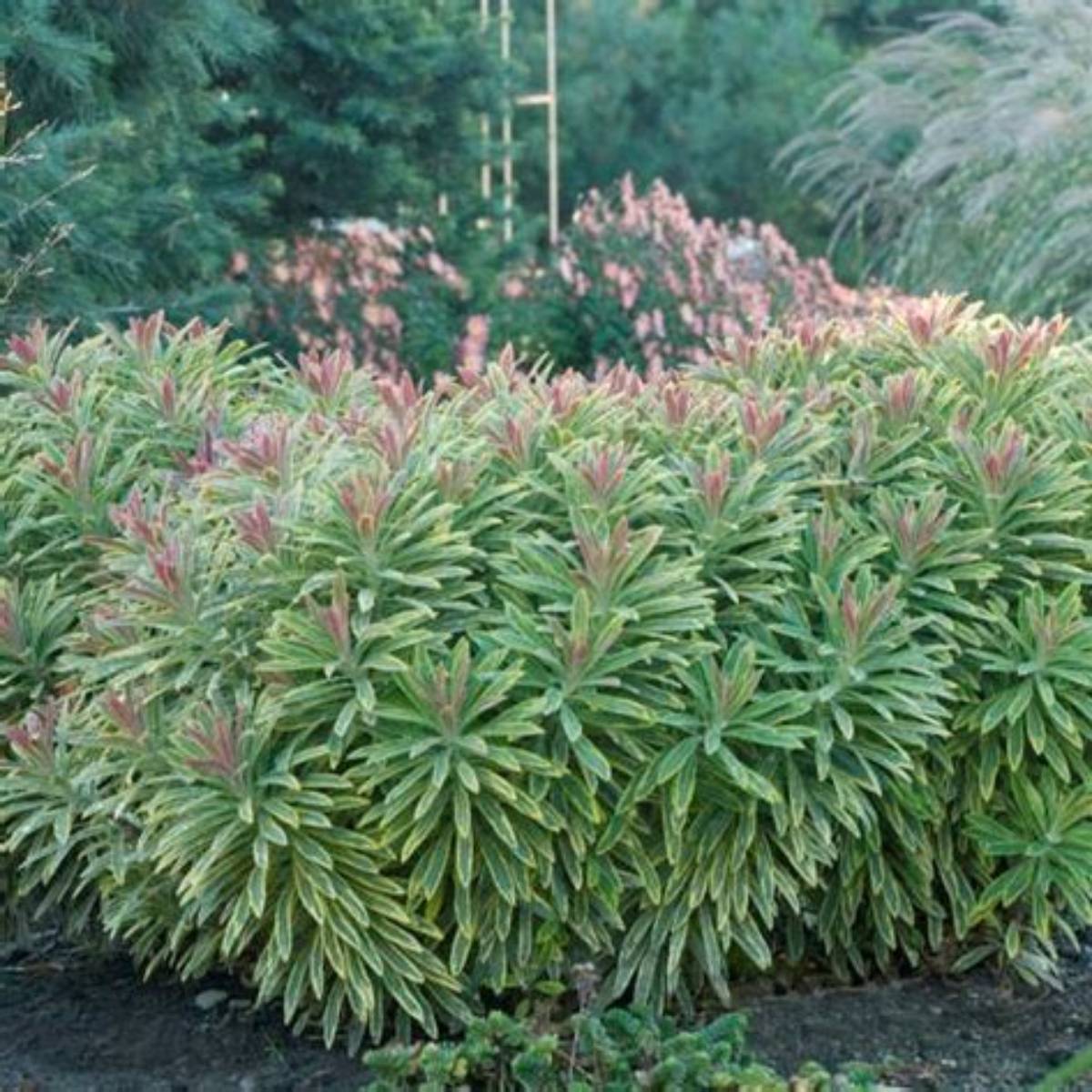 Ascot Rainbow Euphorbia