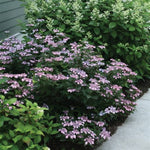 Tiny Tuff Stuff™ Hydrangea