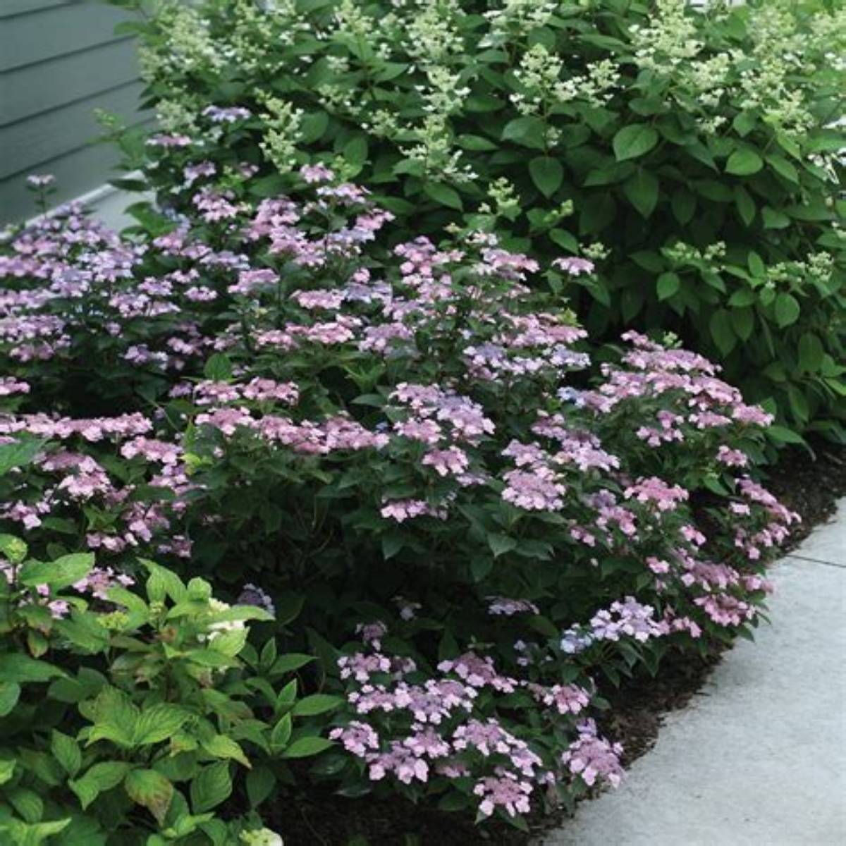 Tiny Tuff Stuff™ Hydrangea
