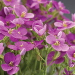 Little Treasure Deep Rose Rock Cress