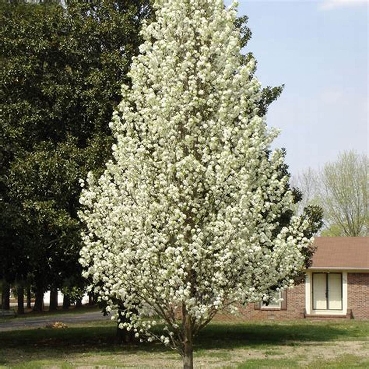Chanticleer® Pear Tree