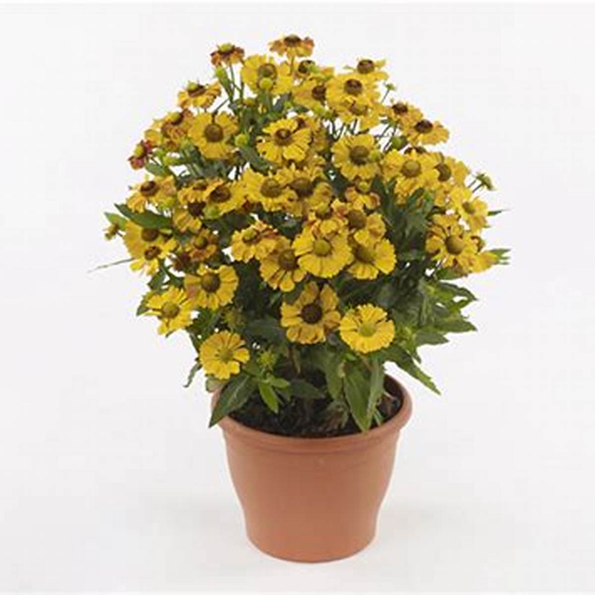HayDay™ Orange Helen's Flower
