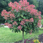 Quick Fire® Hydrangea Tree