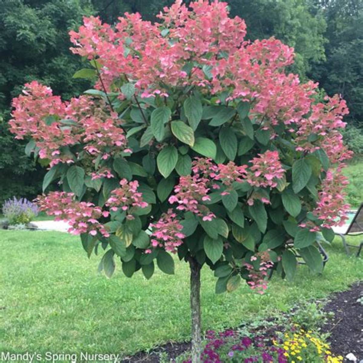 Quick Fire® Hydrangea Tree