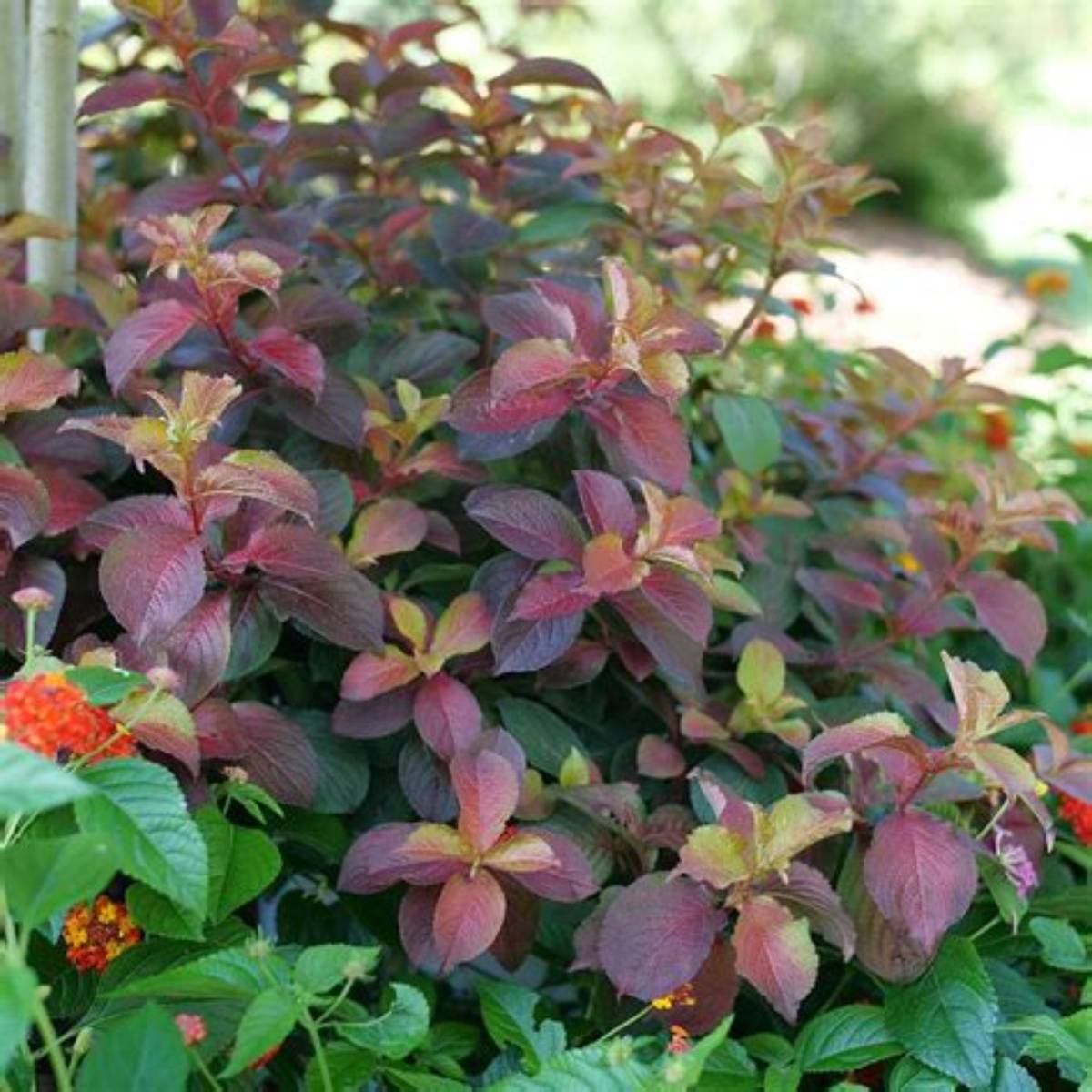 Midnight Sun™ Weigela