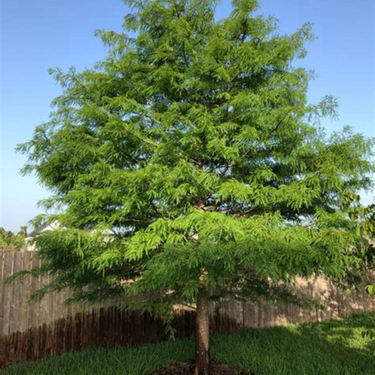Montezuma Cypress Tree