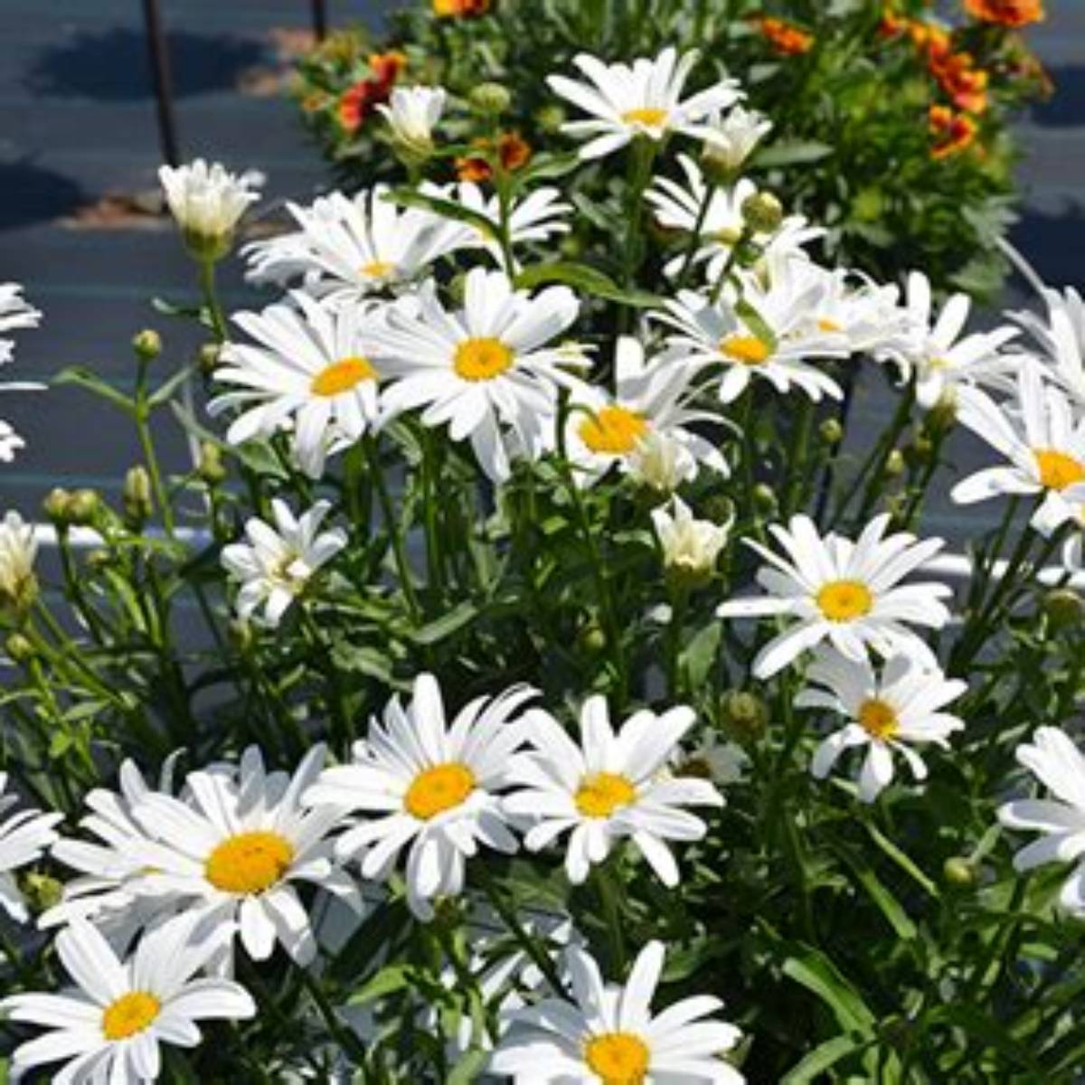 Lucille™ Grace Shasta Daisy
