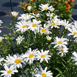 Lucille™ Grace Shasta Daisy