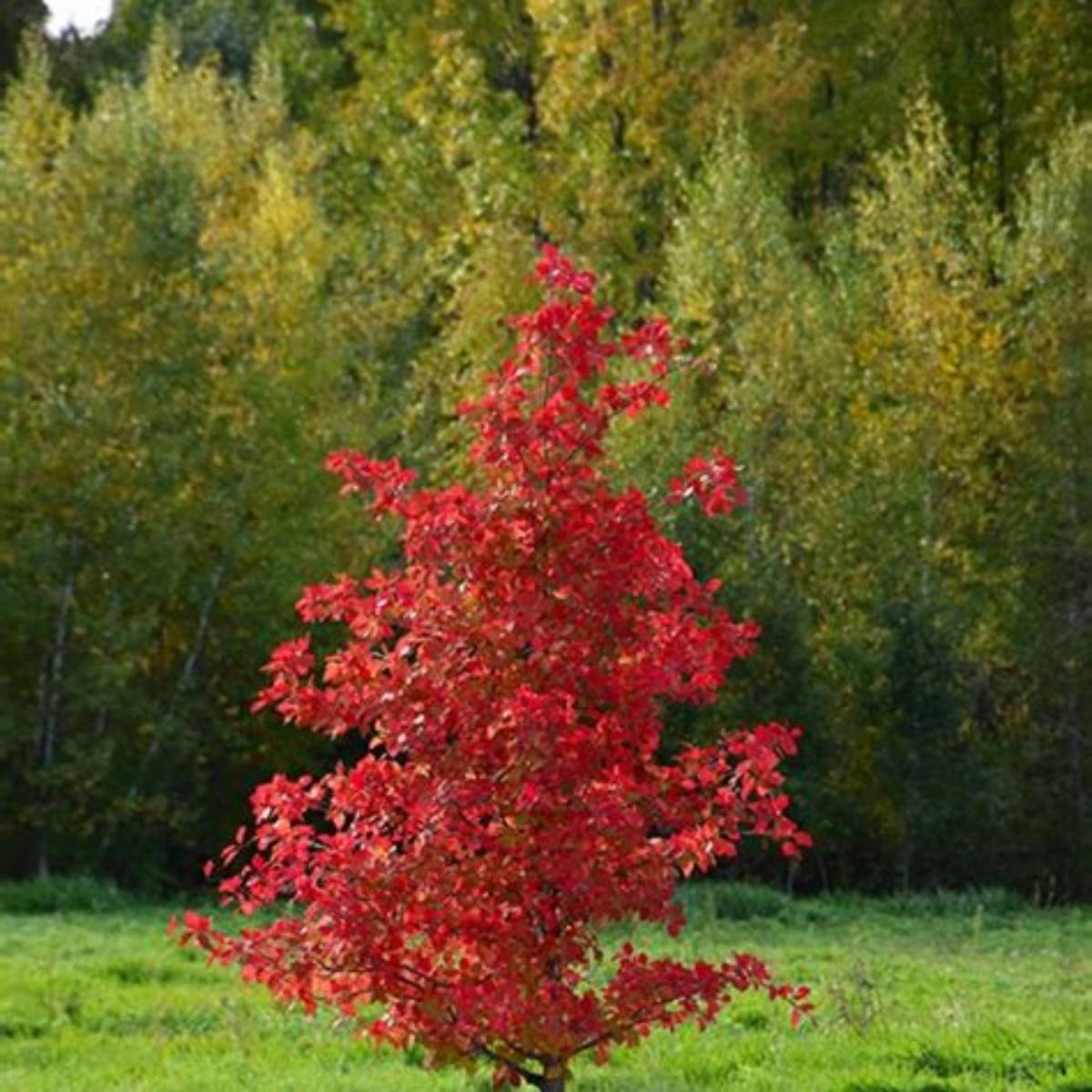 Fire Master™ Black Gum Tree