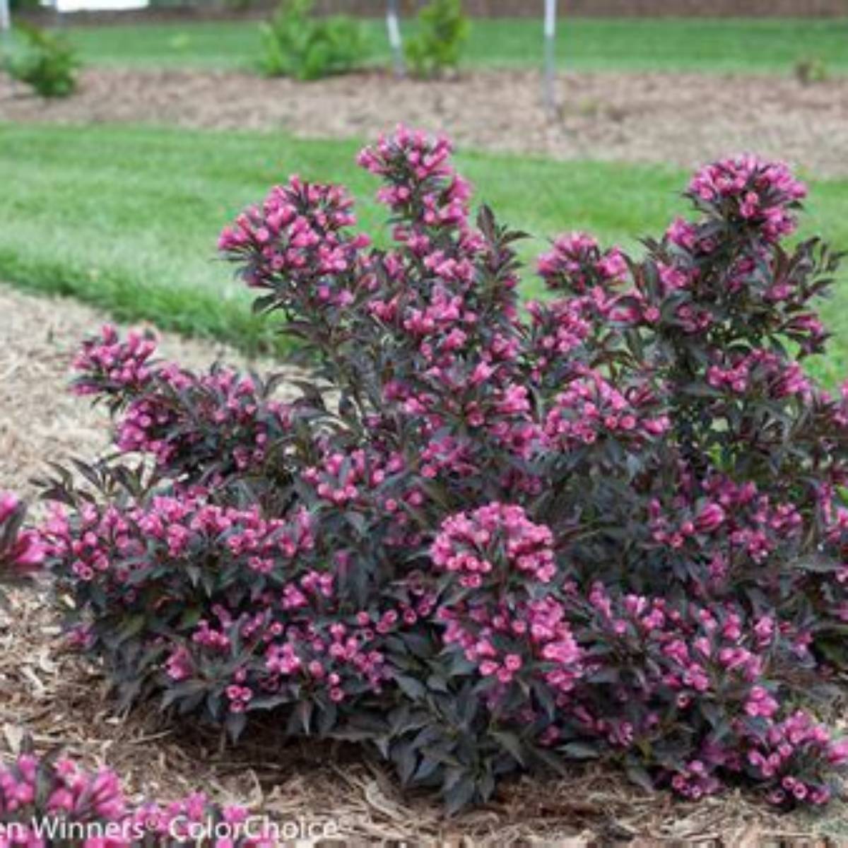 Spilled Wine® Weigela