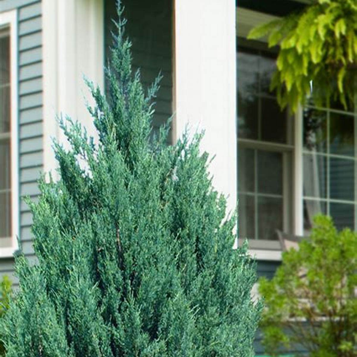 Blue Point Juniper Patio Tree
