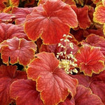 Delta Dawn Coral Bells