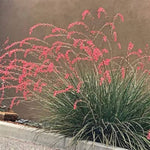Pink Desert Yucca