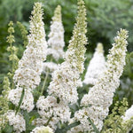 White Profusion Butterfly Bush