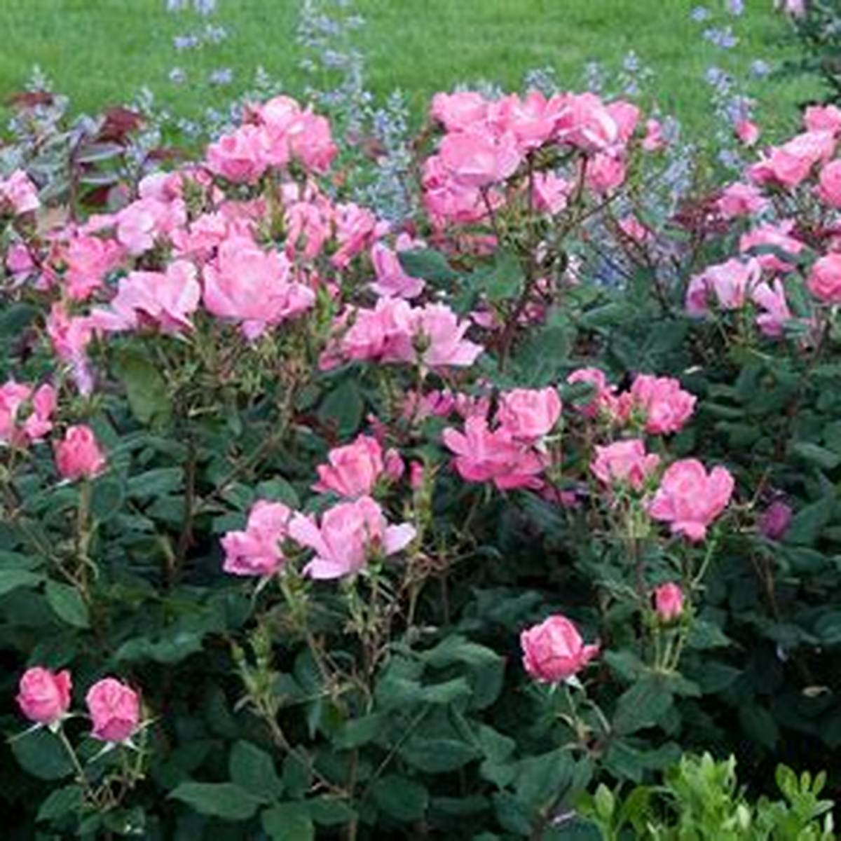 Pink Knock Out® Rose