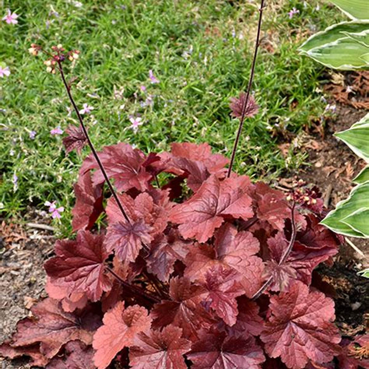 Northern Exposure™ Red Coral Bells