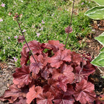 Northern Exposure™ Red Coral Bells