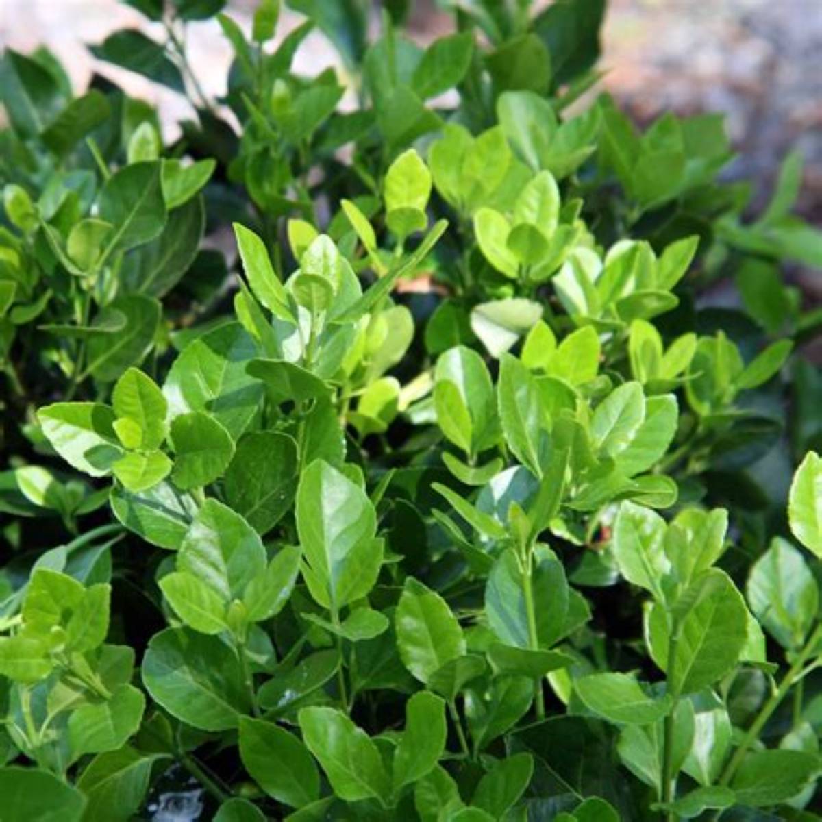 Manhattan Euonymus