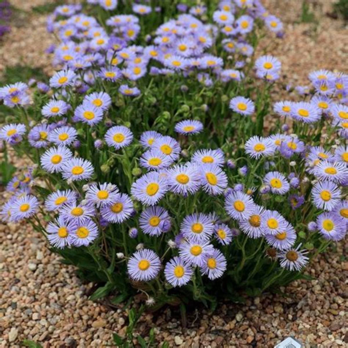 Rambler™ Mountain Fleabane