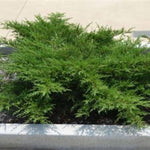 Kallay Pfitzer Juniper