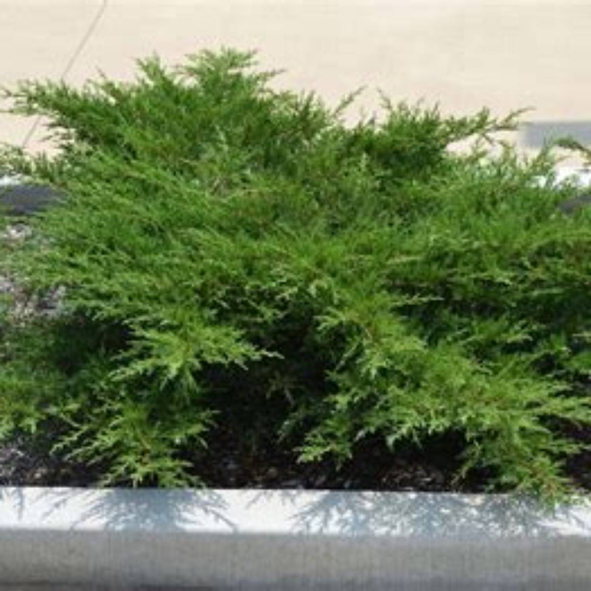 Kallay Pfitzer Juniper