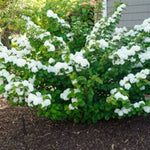 Opening Day™ Doublefile Viburnum