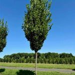 Prairie Sentinel® Hackberry Tree