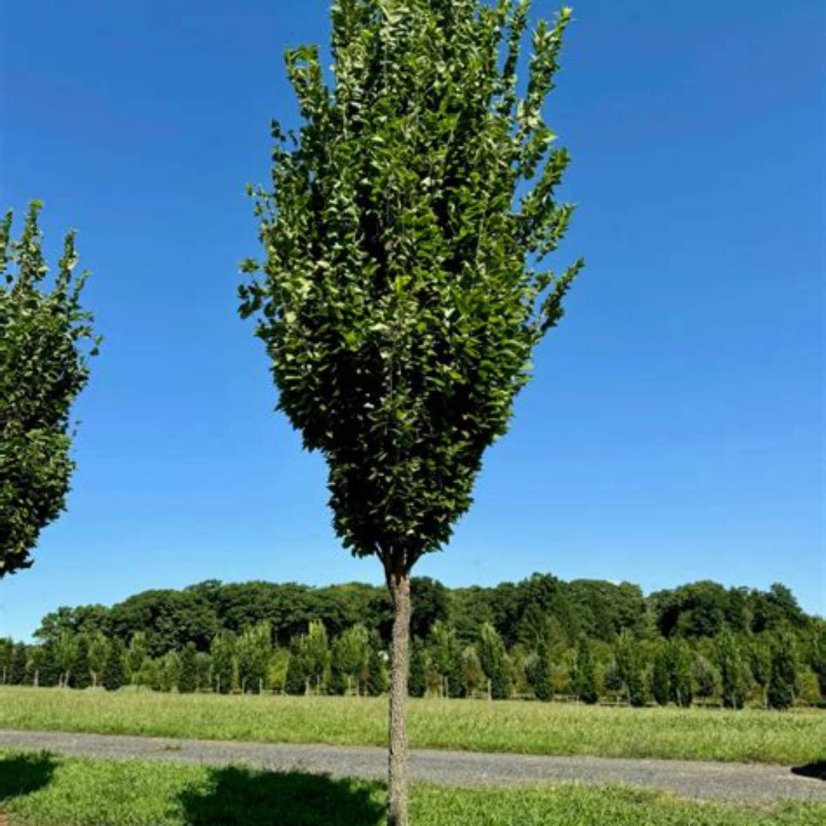 Prairie Sentinel® Hackberry Tree