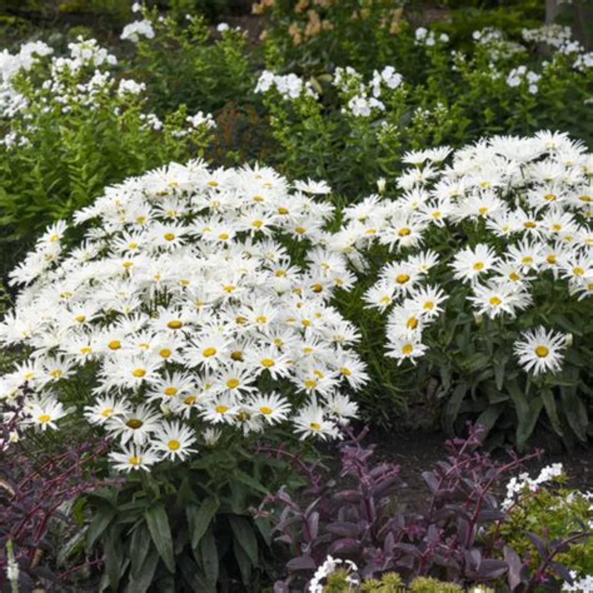 Amazing Daisies® Spun Silk Shasta Daisy