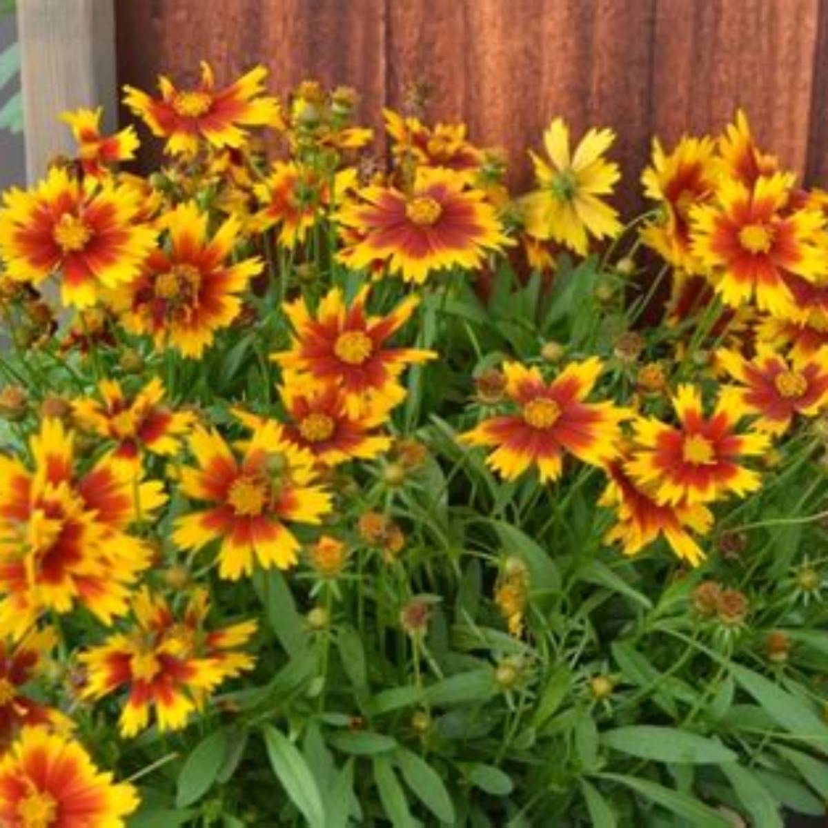 Uptick™ Gold & Bronze Coreopsis