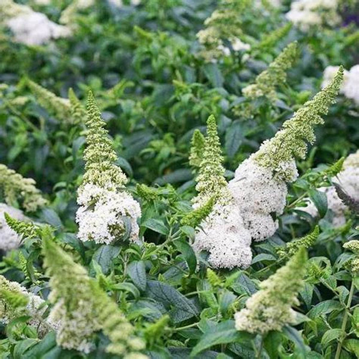 Vanilla Treat™ Butterfly Bush