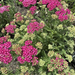Firefly Fuchsia Yarrow