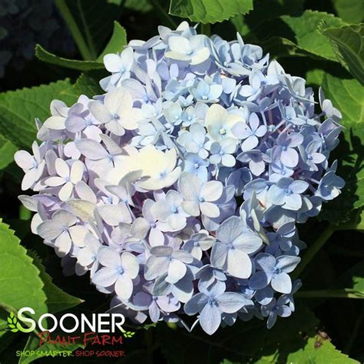 iBloom® Azure Skies™ Hydrangea