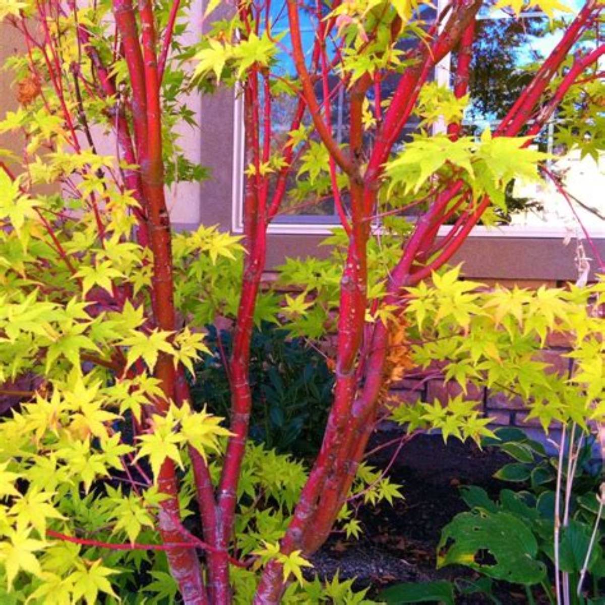 Coral Bark Japanese Maple Tree