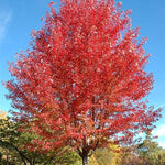 Autumn Blaze® Maple Tree