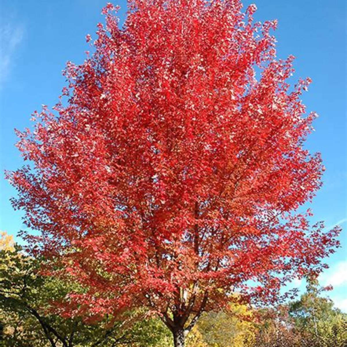 Autumn Blaze® Maple Tree