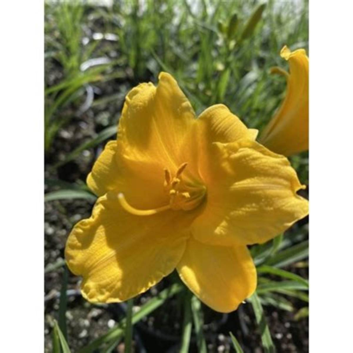 Mini Stella Daylily