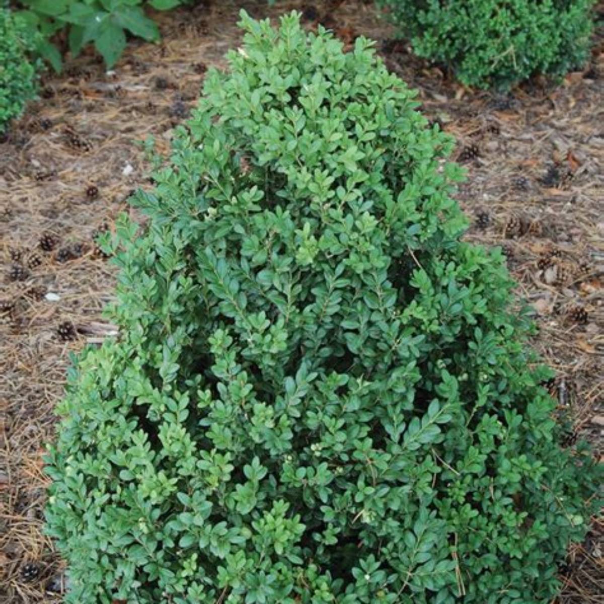 Green Mountain Boxwood