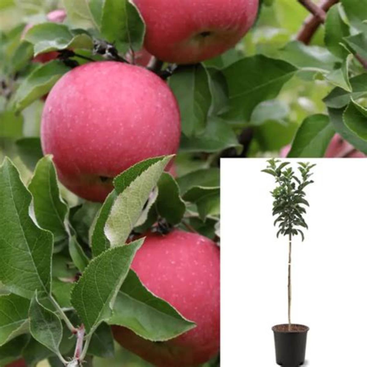 Fuji Apple Tree
