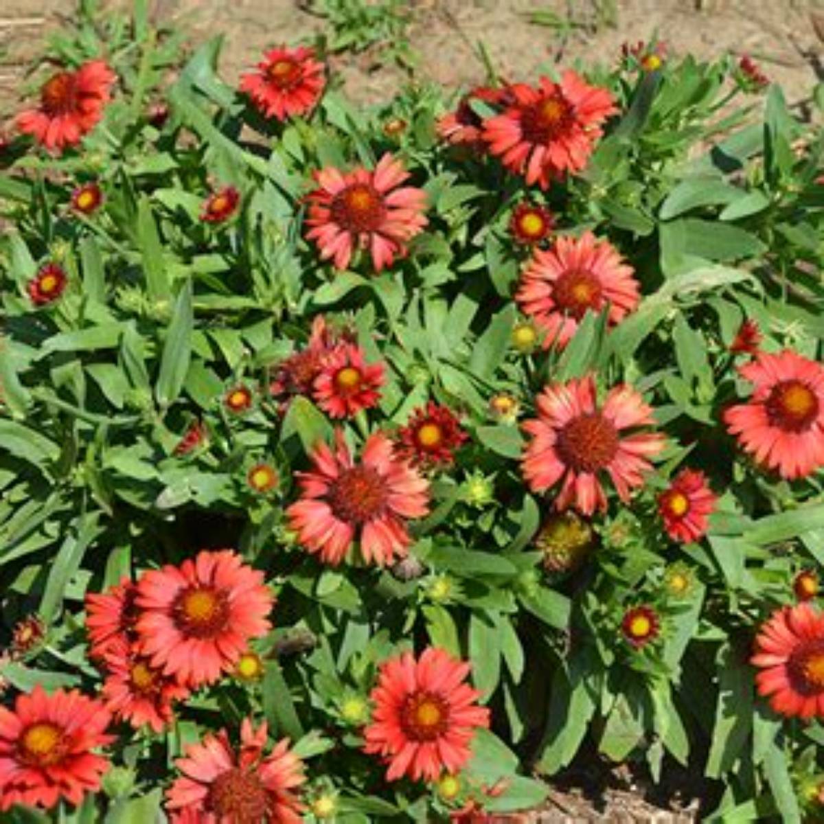 Spintop Red Blanket Flower